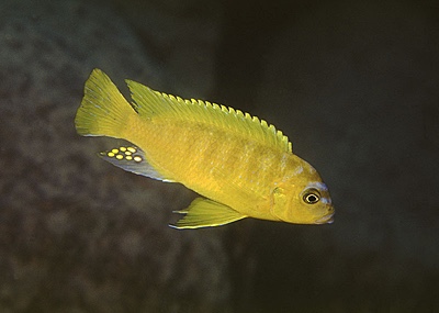 Maylandia sp. 'zebra gold' Lion's Cove